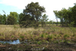 Wierdense Veld